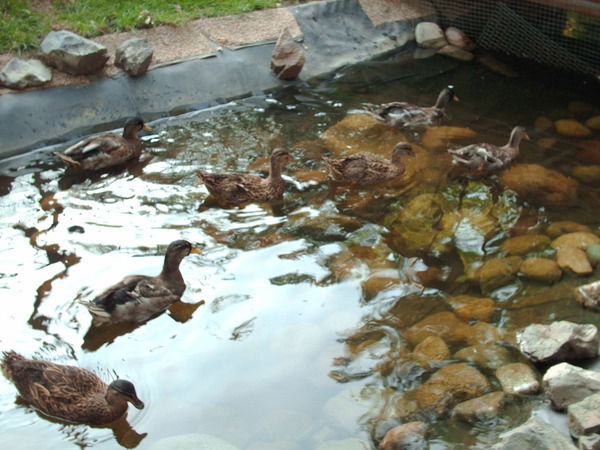 Гуля Ашетаева