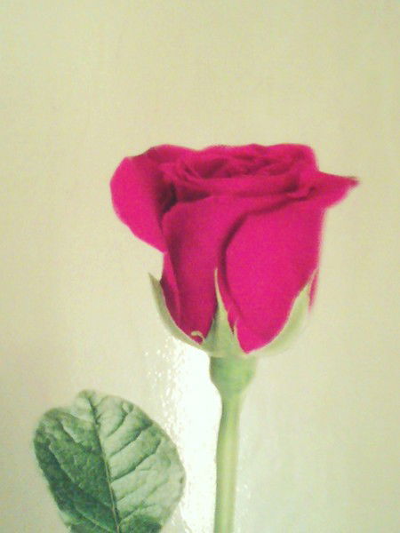 Леопольд Кот