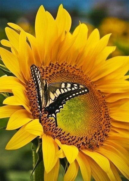 Виктория Паршина