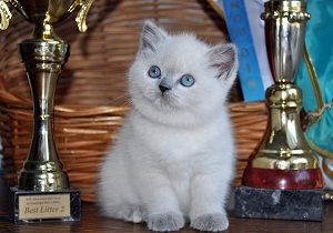 Маргарита Еременко