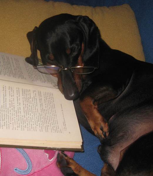 Елена Фещенко