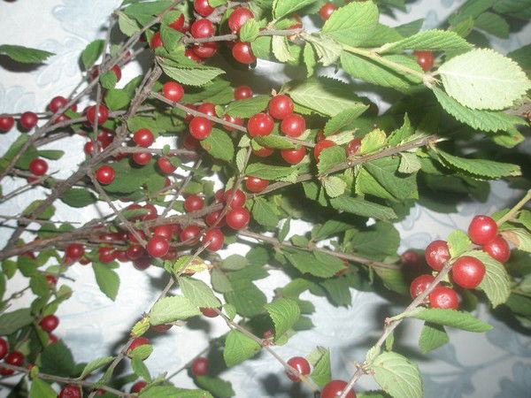 Сергей Володин