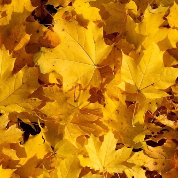 Арина Клепанова