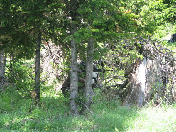 Львица Царица