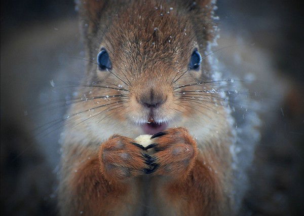 Светлана Шитова