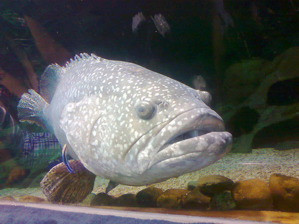 Зинаида Твердохлеб