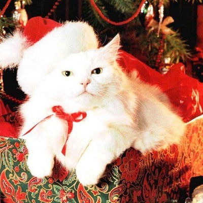 Лена Морозова