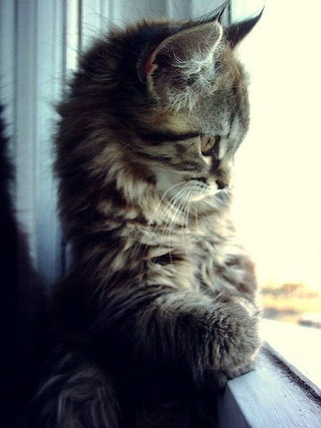 Гузель Кашапова (Тлегенова)