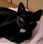 Света Польнякова