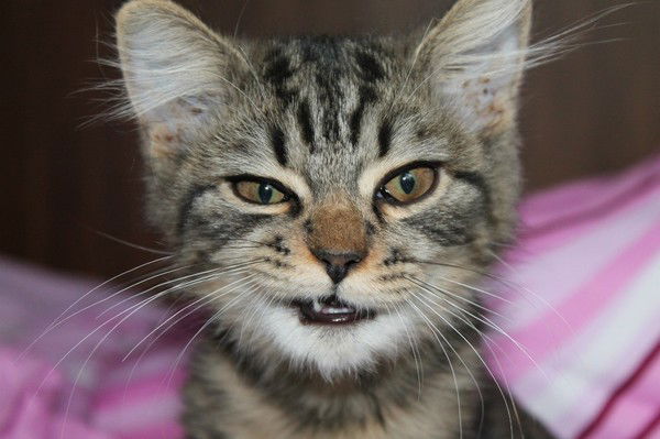 Василий Федотов