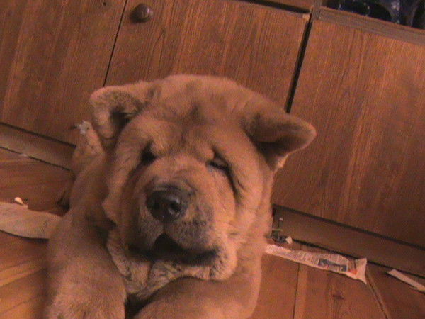 Сергей Сафонов