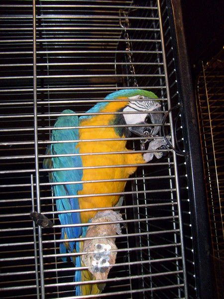 Алексей Плеханов