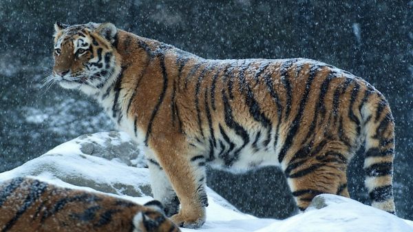 Василий Малюченко