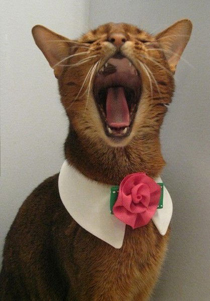 Агнесса Мухаметова