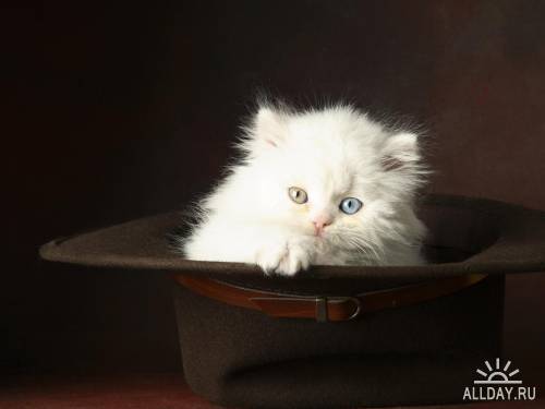 Данилова Катюшка