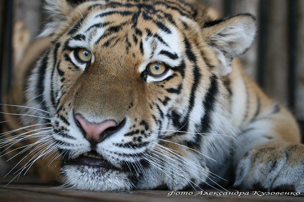 Самарский Зоопарк