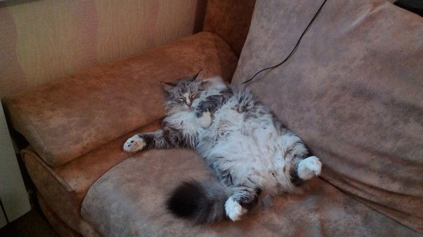 Роман Старинцев