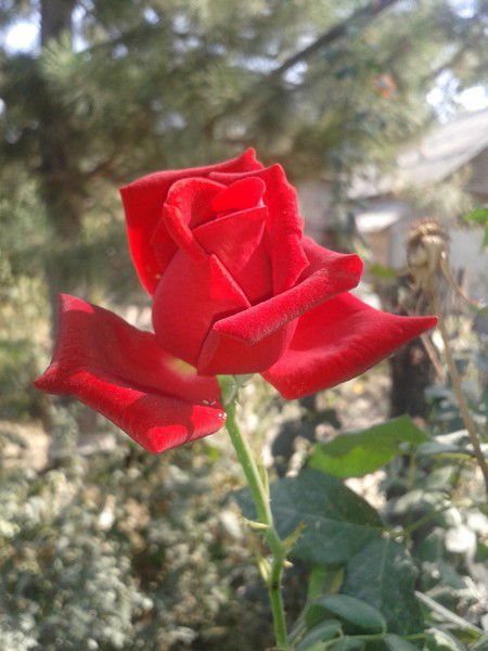 Ажар Кадирбекова