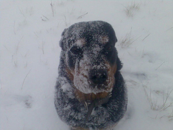 Ирина Горских