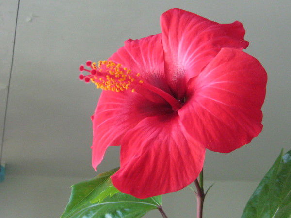 Алекс Бруно