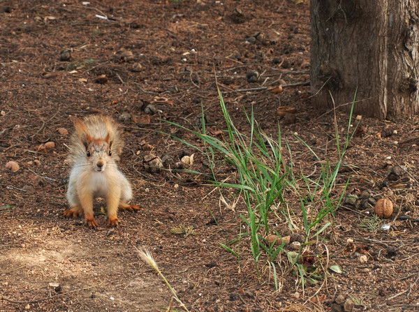 Александр Лукашук