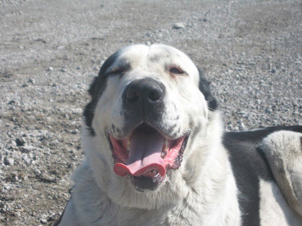 Анна Почапинская