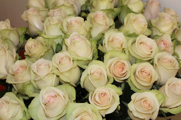 София Амирова