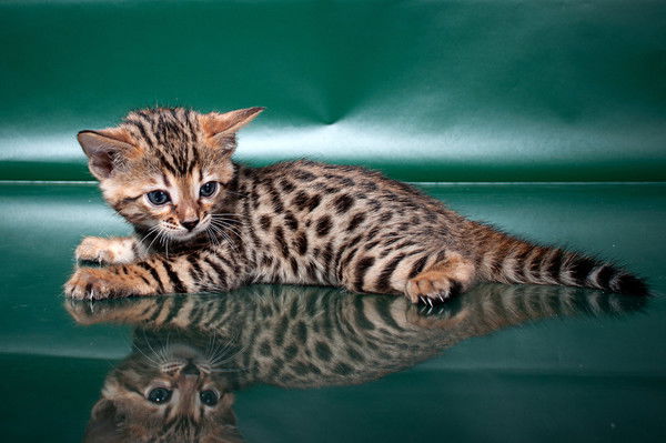 Галина Поважная