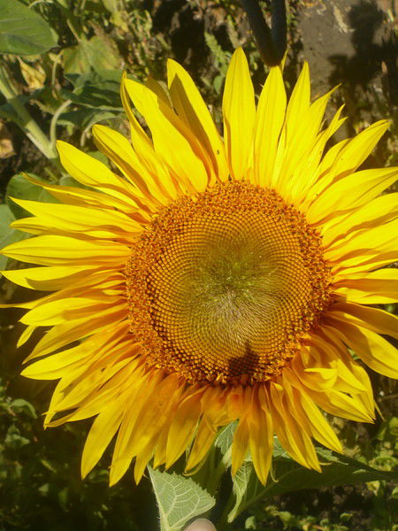 Оксана Оксана