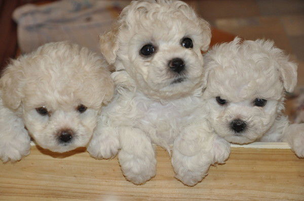 Щенки Бишон Фризе