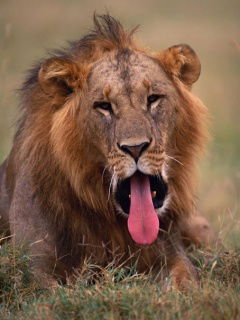 Александр Мильчаков