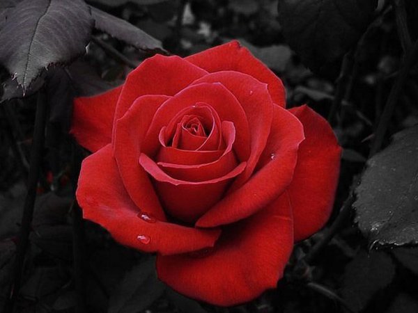 Асиям Исламова