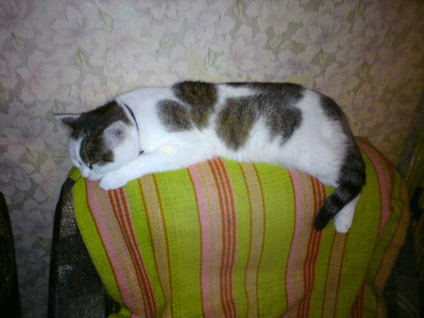 Ирина Коркунова