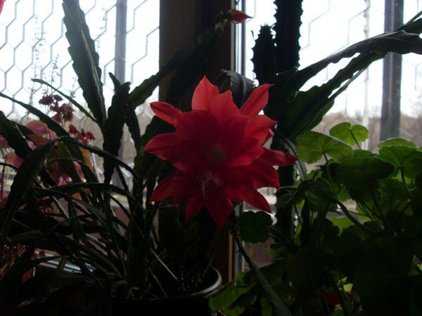 Лариса Николаенко