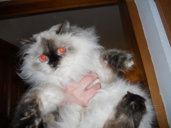 Ирина Мищенко