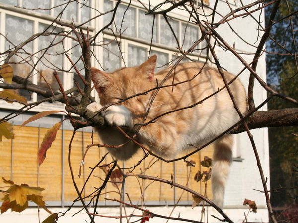 Дмитрий Баханович