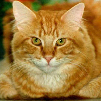 Адиль Кинжалинов