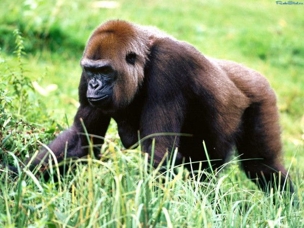 Вася Васильев