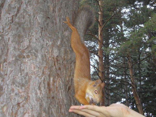 Павел Трондин