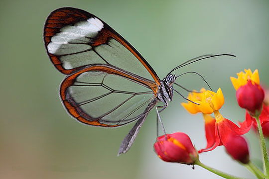 Альбина Черная