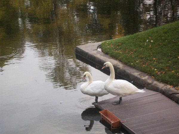 Наталия Нисковская