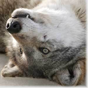 Лисенок Волк