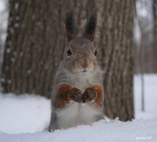 Анна Овсянникова