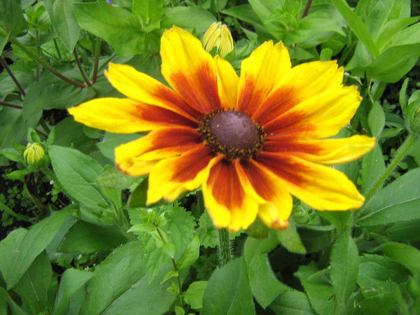 Татьяна Новоселова