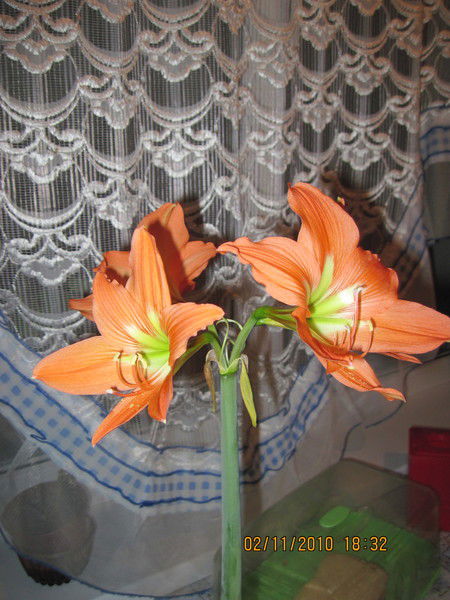 Айша Абишева