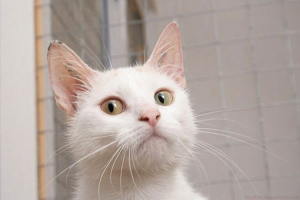 Габриела Виеру