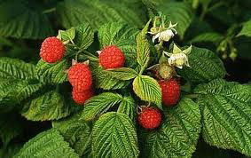 Малина Малинка