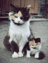 Анна Кушкян