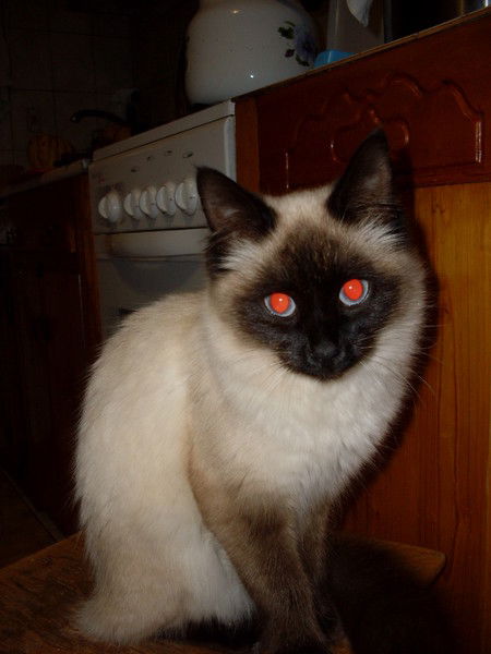 Светлана Пашкова