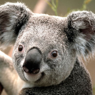 Сергей Сушко